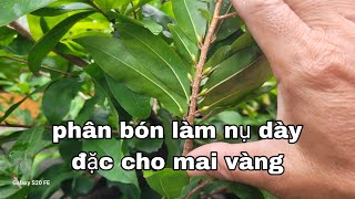 Bón phân này làm nụ dày đặc cho mai vàng [upl. by Llednor]