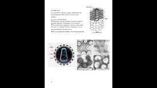 La membrane plasmique  Enseignement scientifique  1ère [upl. by Atnod]