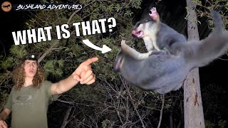 I Found Australias WEIRDEST Nocturnal Animals  BA Ep 7 [upl. by Anitahs]