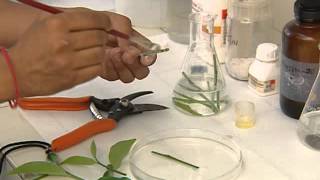 PLANT TISSUE CULTURE CSIR [upl. by Azaleah337]