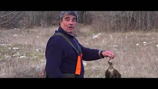 Woodcock Hunting in Bulgaria [upl. by Redyr]