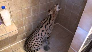 quotBodiequot the African Serval Cat Servals love the SHOWER [upl. by Aicirtan]