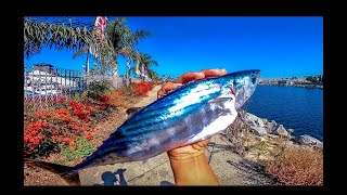 Bonito off the Jetty Alamitos Bay Long Beach CA [upl. by Adnuahsor]