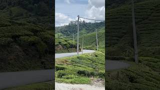 Cameron Highland  palas Brinchangbeautiful and green [upl. by Anier]