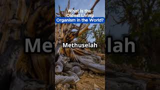 What is the Oldest Living Organism in the World [upl. by Bernadine]