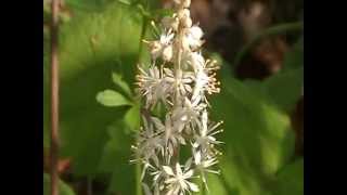 Foam flower Tiarella cordifolia [upl. by Elocyn967]