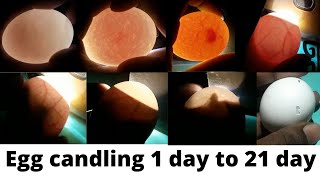 Egg candling  Super Simple Way to Candling Eggs Using a Mobile Phone [upl. by Garin]