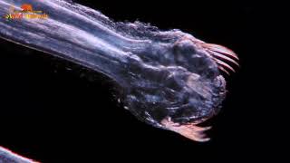 Plankton in Deep Sea [upl. by Sillihp]