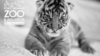 3weekold Sumatran tiger cub at Point Defiance Zoo amp Aquarium [upl. by Sherilyn]