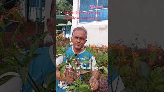 কনকাম্বরীCrossandraFamilyAcanthaceae plants trees botany flowers lifecraftiqbal [upl. by Naryb]