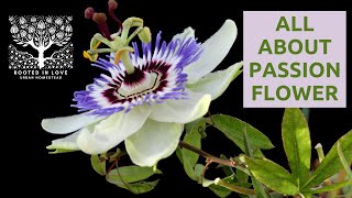 All About Passion Flower  Medicinal Uses  Rooted in Love Urban Homestead [upl. by Adnaloy606]