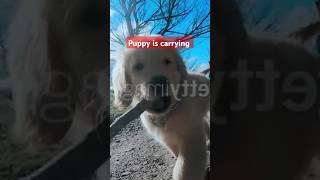 The puppy is carrying a stick in his mouth shorts viral funny [upl. by Georgine]