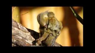 6 day old pygmy marmoset twin Apenheul [upl. by Annekahs]