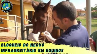 🐴 BLOQUEIO do nervo INFRAORBITÁRIO em Equinos [upl. by Miarfe]