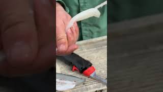 Fish Fillet Time Lapse video of a walleye fillet zipper method filletingfish [upl. by Eiramlehcar92]