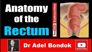 Anatomy of the Rectum Dr Adel Bondok Making Anatomy Easy [upl. by Rednasyl]