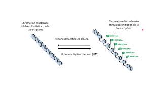 Lacétylation des histones contrôle linitiation de la transcription [upl. by Eecram294]