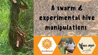 Beekeeping in Dominica June 2024  Observation hive swarm amp experimental hive manipiulations [upl. by Torrin200]