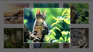 How To Create Image Gallery Using HTML CSS and Javascript  Lightbox Gallery [upl. by Ottie175]