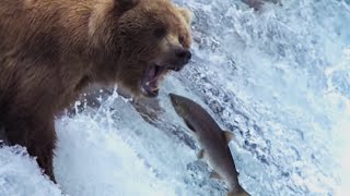 Grizzly Bears Catching Salmon  Natures Great Events  BBC Earth [upl. by Charissa]