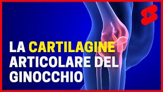 La CARTILAGINE articolare del ginocchio in risonanza magnetica shorts [upl. by Attenwahs]