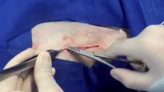 Ovariohisterectomía en hembras caninas  Ovariohysterectomy in dogs [upl. by Aznofla]