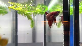 Red W2 Crowntail Betta Fish Female  ZüriBetta [upl. by Onra]