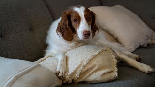 Exploring the Energetic Brittany Dog Breed [upl. by Othello664]