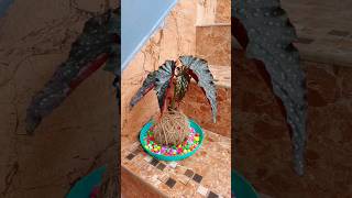 ✨ Elevate Your Plant Game DIY Jute Rope Kokedama for Beginners [upl. by Trahurn]