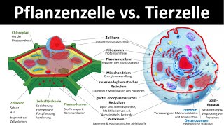 Pflanzenzelle  Aufbau und Funktion Zellorganellen und ihre Funktionen 23  Biologie Oberstufe [upl. by Nimajnab]