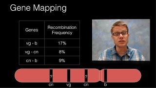 Genetic Recombination and Gene Mapping [upl. by Sokairyk]