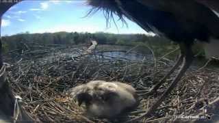 Great Blue Heron  5 chicks feeding and parent switch [upl. by Asyen992]