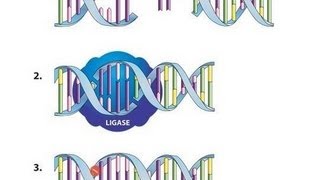 Ligation Using T4 DNA Ligase  Amrita University [upl. by Inness]