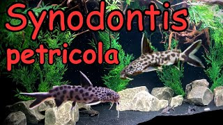 Synodontis petricola Catfish [upl. by Eudosia]