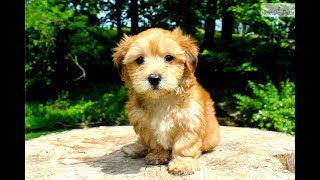 Morkie Facts  Puppies and Full Grown Dogs [upl. by Christin]