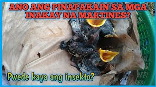 MARTINES BIRD FEEDINGANO KAYA ANG PINAPAKAIN SA MGA INAKAY NA MARTINEZPwede ba ang insektongkamaro [upl. by Filahk938]