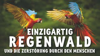 Die Einzigartigkeit des Regenwaldes und die Zerstörung durch den Menschen [upl. by Wenona]