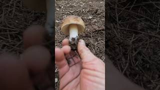 PorcinoSteinpilzeCep Bolete shorts new nature forest trending viralshort foryou mushroom [upl. by Nnylrebma]