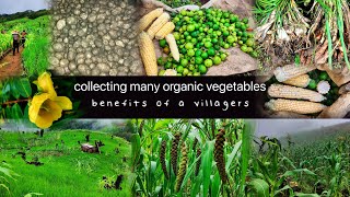 A Day In My Aunt Field Collecting Many Vegetables Villagers Life [upl. by Adiaz]