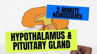 2Minute Neuroscience Hypothalamus amp Pituitary Gland [upl. by Elcarim113]