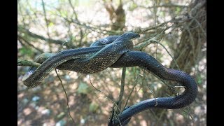 Albanian Herper  GoPro Herping [upl. by Debi]