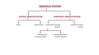 Lecture 4 part 1 Neurons synapses reflexes and impulse with action potential [upl. by Yeo59]