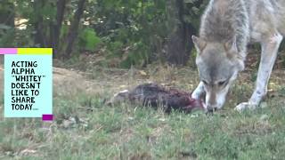 Wolf eating goat carcass Wolf frisst Ziege 09 09 18 [upl. by Sloatman]