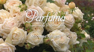 Sortenporträt Parfuma Duftrose Madame Anisette® [upl. by Nosduj289]