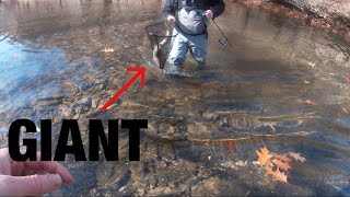 The craziest trout fishing I’ve ever experienced West Virginia Trout Fishing [upl. by Conant57]