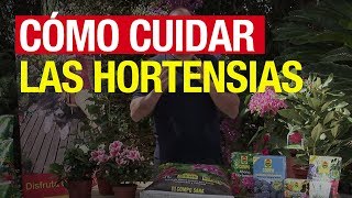 Cómo cuidar las hortensias  COMPO Jardinería [upl. by Nilrev]