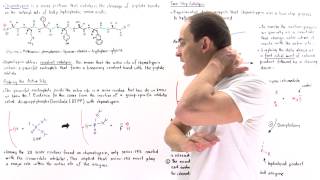 Chymotrypsin and Covalent Catalysis [upl. by Delcina770]