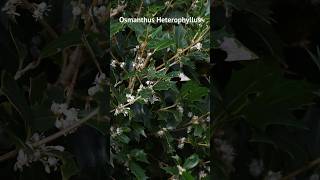 Osmanthus heterophyllus présentation et entretien [upl. by Airec]