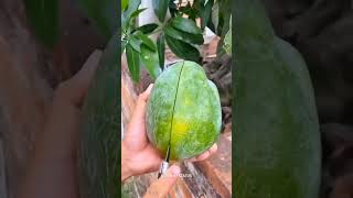 Geva fruit cutting video and new tending short video new tending short video 🍓🥭🍎 [upl. by Studdard295]