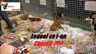 Jachète un Malinois au Salon du Chiot [upl. by Arev]